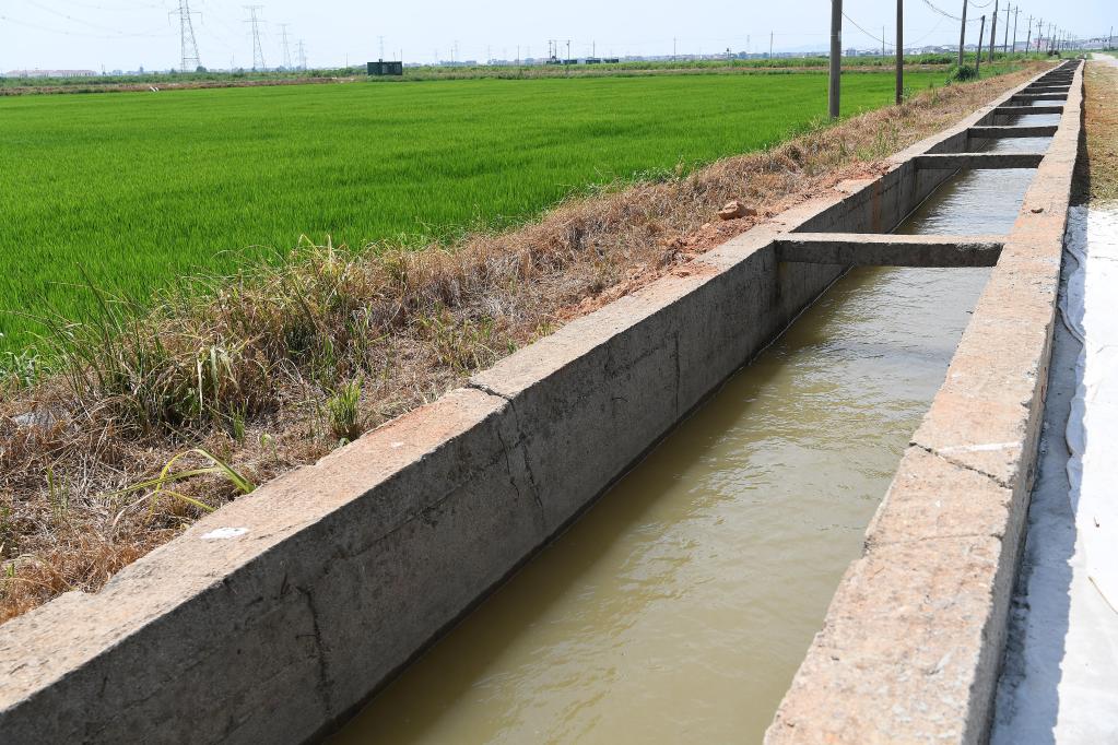 永修县三角乡树下村,河水经提灌后进入农田边上的灌溉渠 .