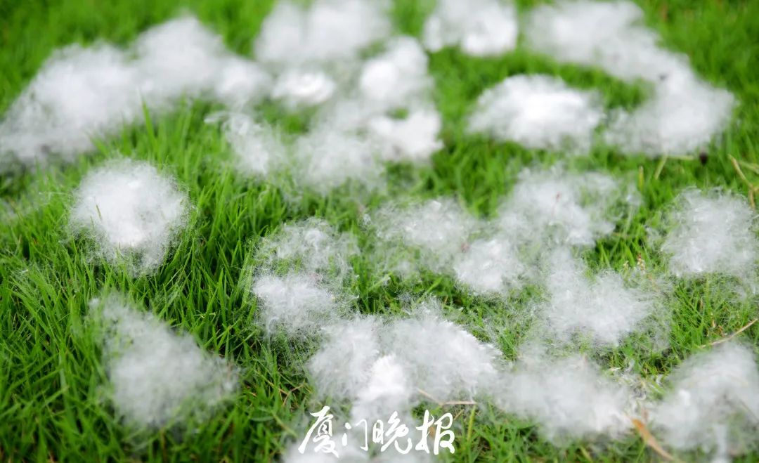 这浓烈的气味又来了！厦门市民直呼存在感十足！原来竟是……休闲区蓝鸢梦想 - Www.slyday.coM