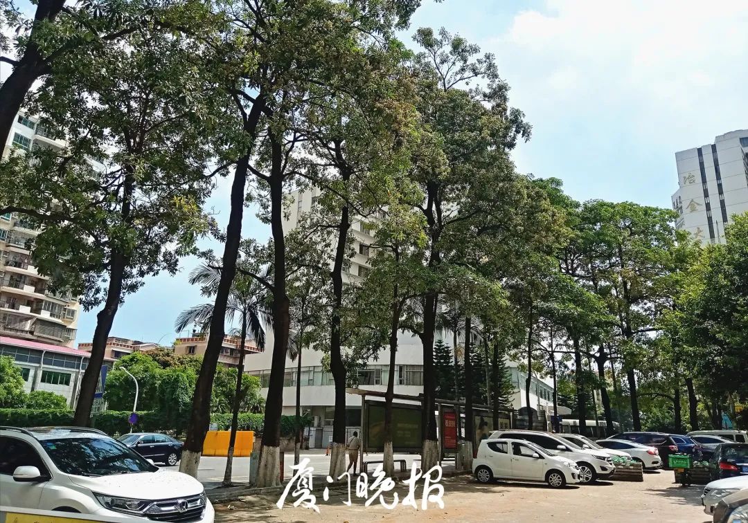 这浓烈的气味又来了！厦门市民直呼存在感十足！原来竟是……休闲区蓝鸢梦想 - Www.slyday.coM