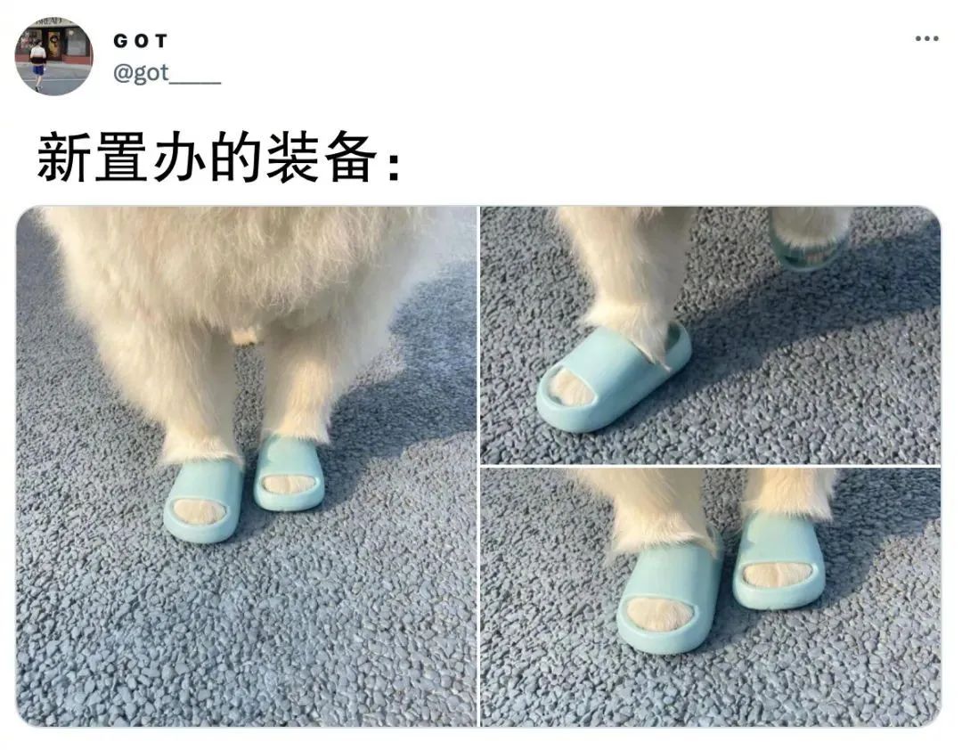 给狗狗买了双拖鞋穿上后有点萌