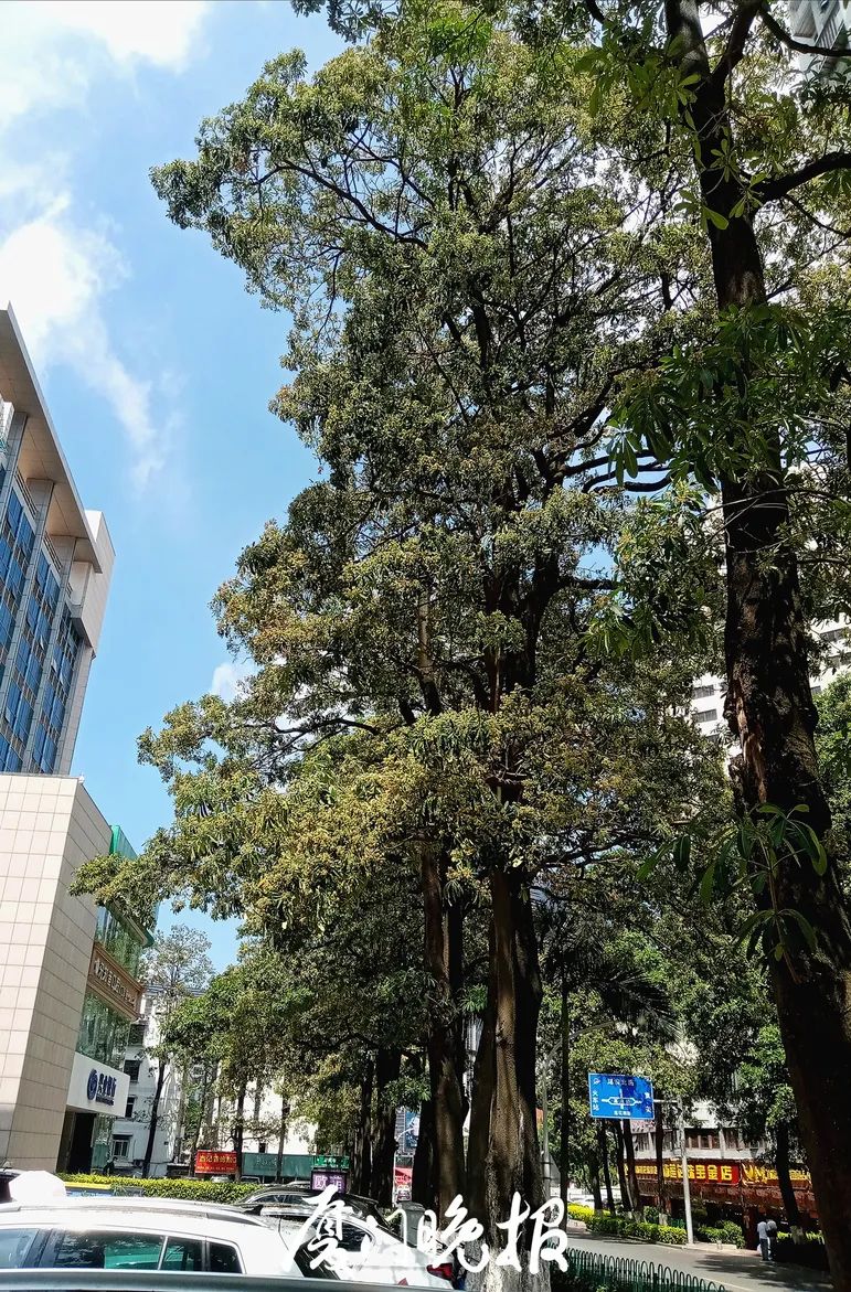 这浓烈的气味又来了！厦门市民直呼存在感十足！原来竟是……休闲区蓝鸢梦想 - Www.slyday.coM