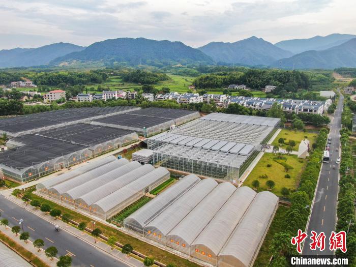 图为航拍何市镇农业示范园火石村片区的千亩设施农业大棚背靠青山