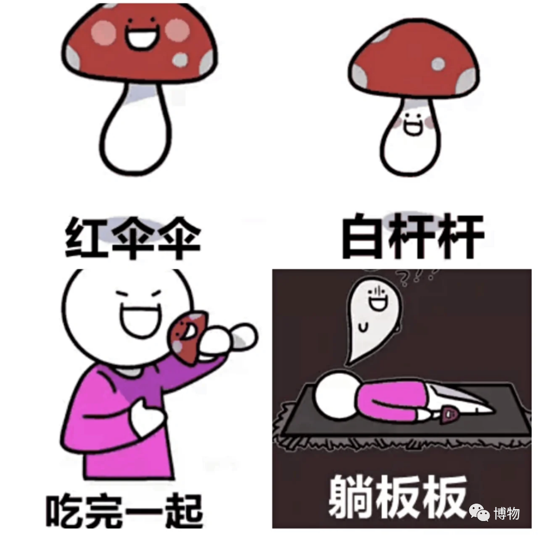 不敢下嘴蘑菇堆儿里没有香菇,金针菇或者是平菇这些我比较熟悉的种类