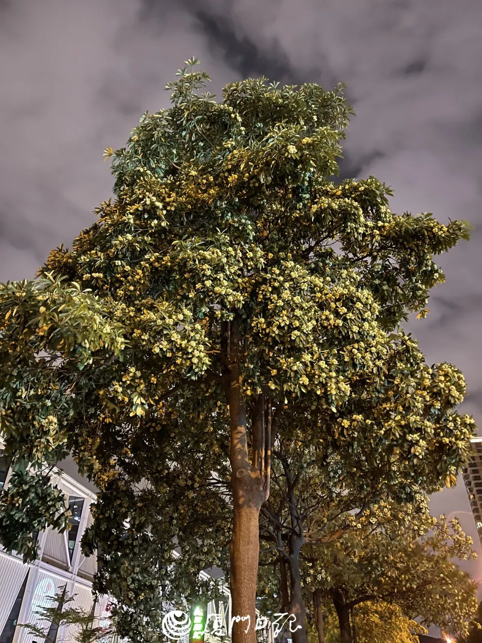 这浓烈的气味又来了！厦门市民直呼存在感十足！原来竟是……休闲区蓝鸢梦想 - Www.slyday.coM