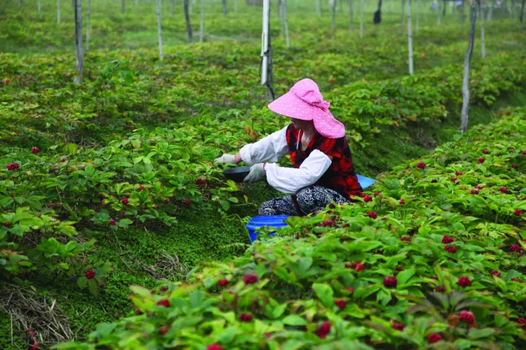 介绍:"每年西洋参标准化推广服务机构内部都会组织5期以上西洋参种植