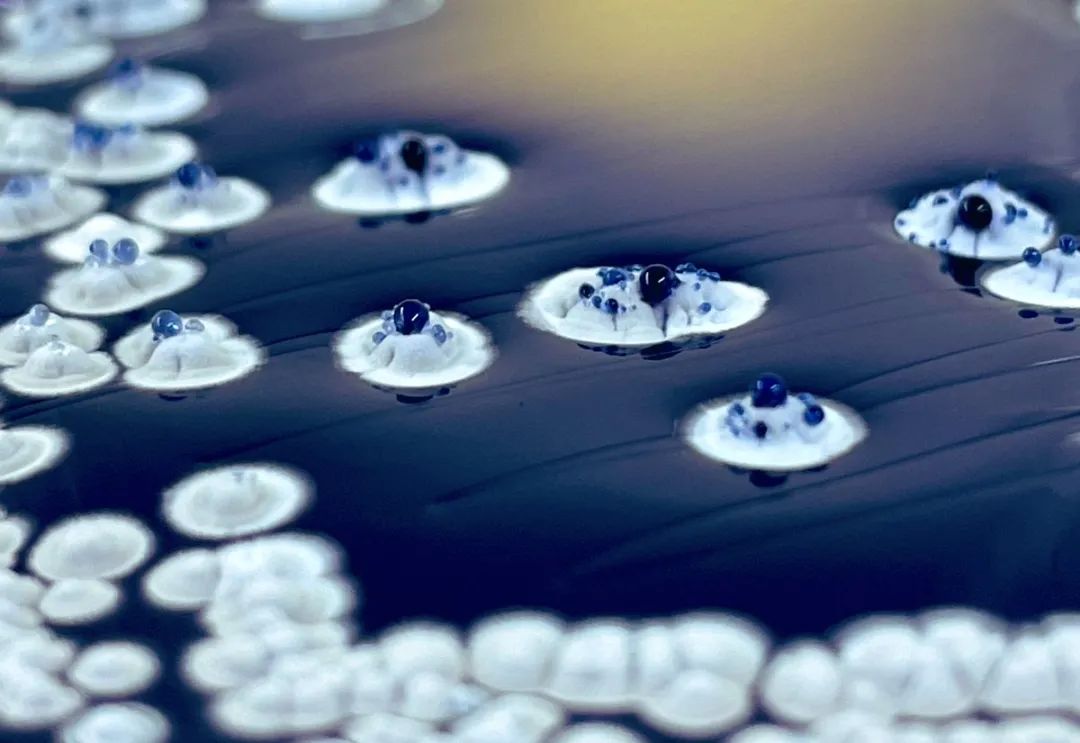 蓝色链霉菌,来源:twitter