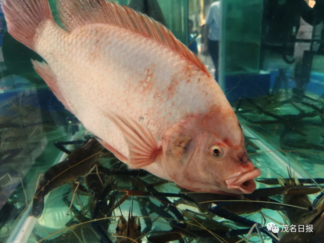 卖相好价格高的金色罗非鱼.