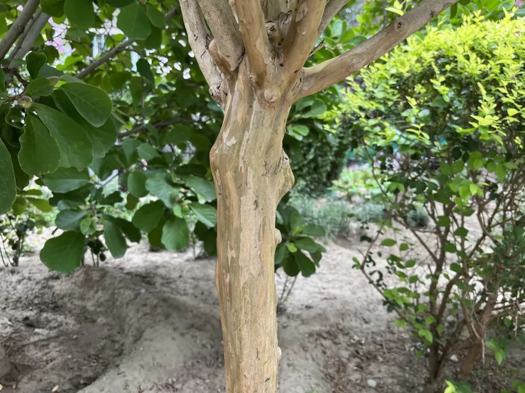 这种树超怕挠痒痒快去试试