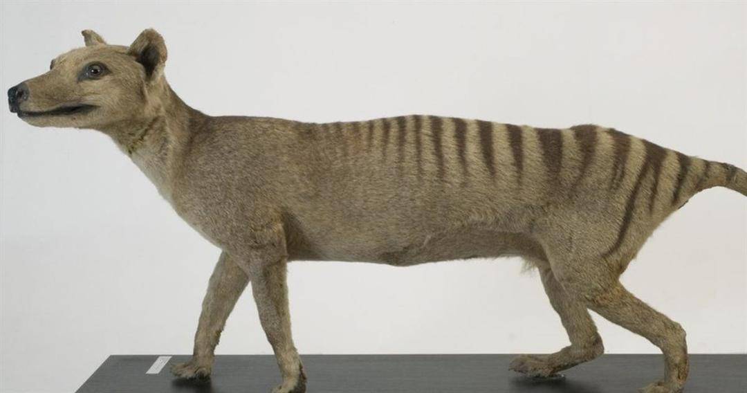 美澳两国将用基因技术复活已灭绝近百年的袋狼