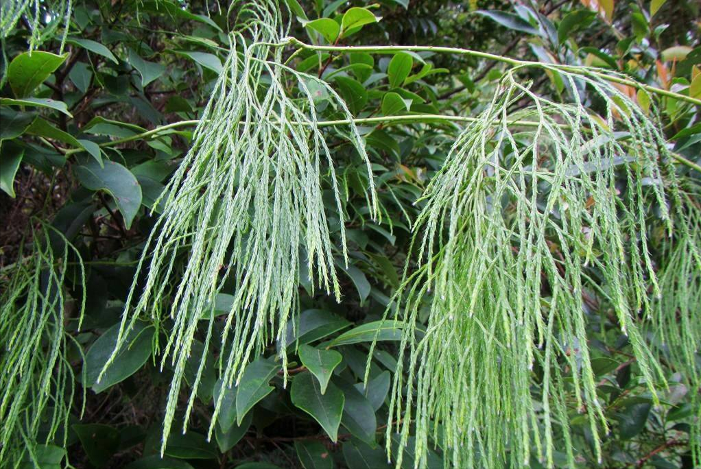 藤石松,国家重点二级保护野生植物,非常稀少,有4大厉害妙用|石松|植物