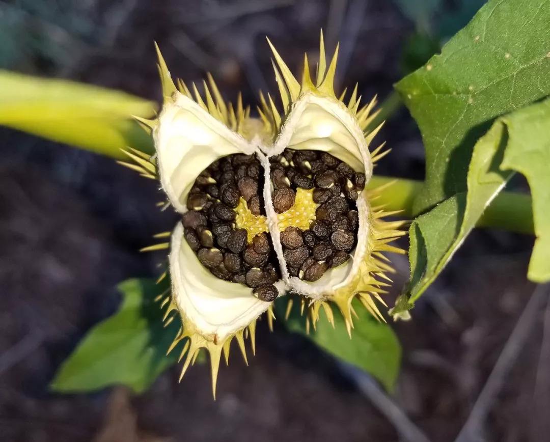 农村常见有毒植物曼陀罗,一粒种子能毒死一头牛,很多人还不认识