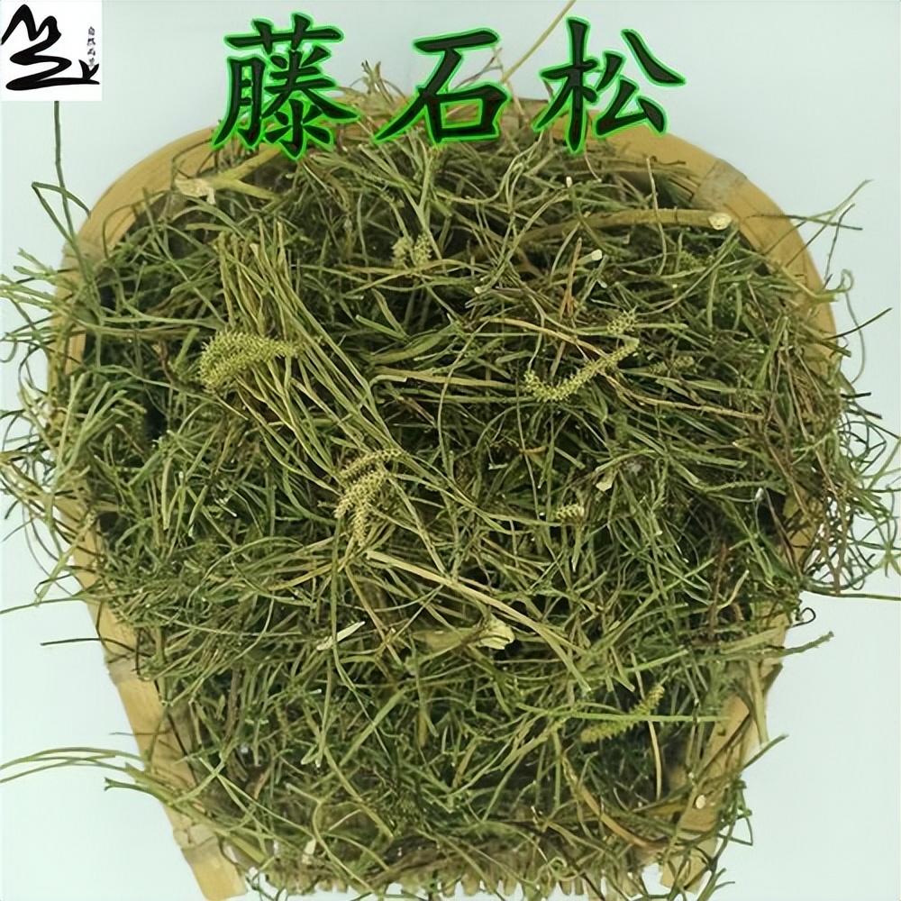 藤石松,国家重点二级保护野生植物,非常稀少,有4大厉害妙用|石松|植物