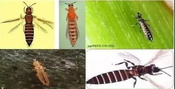 蓟马不是马 危害很可怕 蓟马危害高清图谱及防治方法 蔬菜 新浪新闻