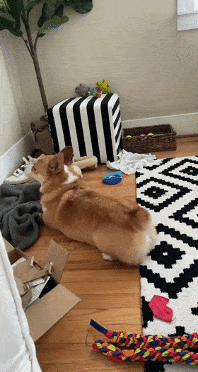 好脾气的狗狗生起气来，也太萌了吧！休闲区蓝鸢梦想 - Www.slyday.coM