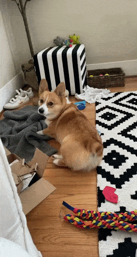 好脾气的狗狗生起气来，也太萌了吧！休闲区蓝鸢梦想 - Www.slyday.coM