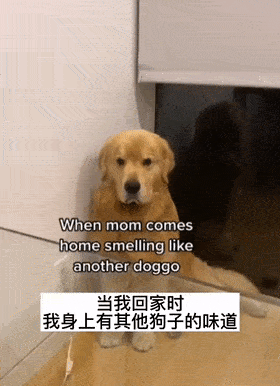 好脾气的狗狗生起气来，也太萌了吧！休闲区蓝鸢梦想 - Www.slyday.coM