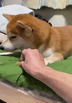 好脾气的狗狗生起气来，也太萌了吧！休闲区蓝鸢梦想 - Www.slyday.coM