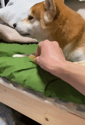 好脾气的狗狗生起气来，也太萌了吧！休闲区蓝鸢梦想 - Www.slyday.coM