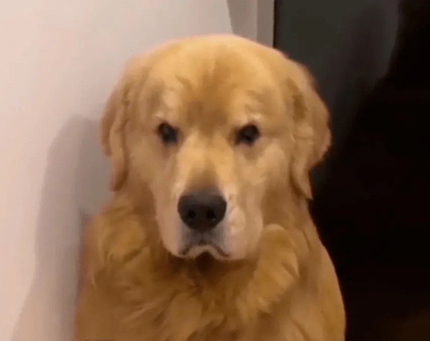 好脾气的狗狗生起气来，也太萌了吧！休闲区蓝鸢梦想 - Www.slyday.coM