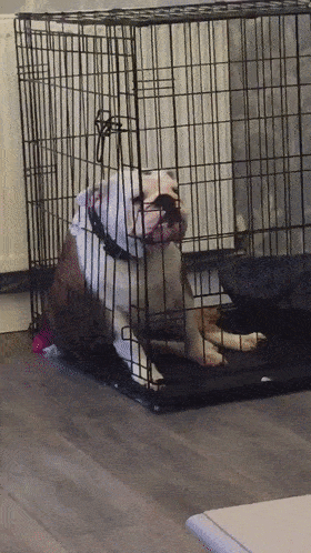 好脾气的狗狗生起气来，也太萌了吧！休闲区蓝鸢梦想 - Www.slyday.coM