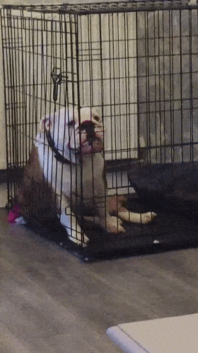 好脾气的狗狗生起气来，也太萌了吧！休闲区蓝鸢梦想 - Www.slyday.coM