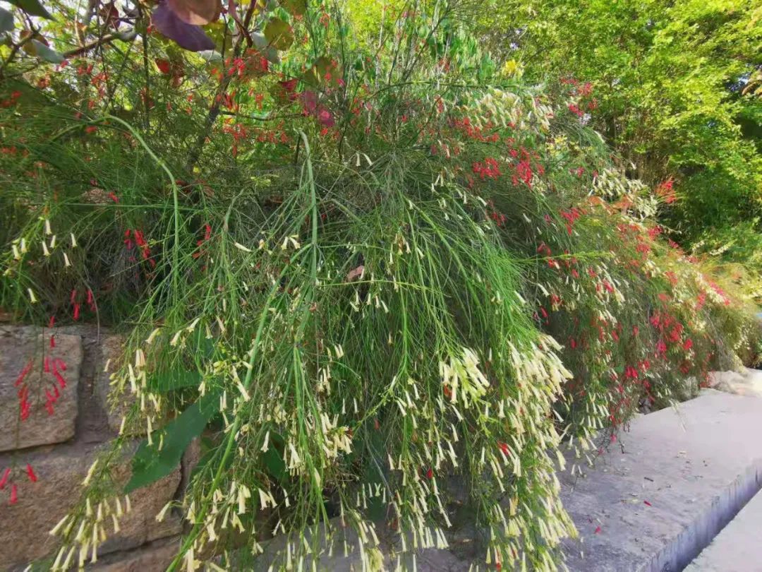 这两种植物匍匐生长，适合养成大盆栽或地栽植物景观