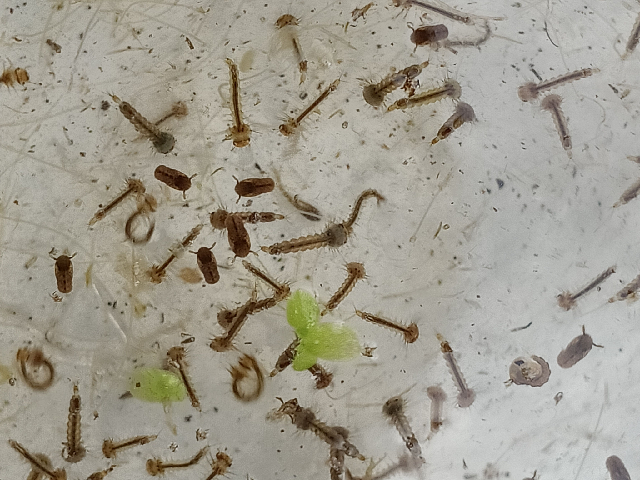 蚊子的天敌,一天能吃两千只,现在却进了黑名单,咋回事?