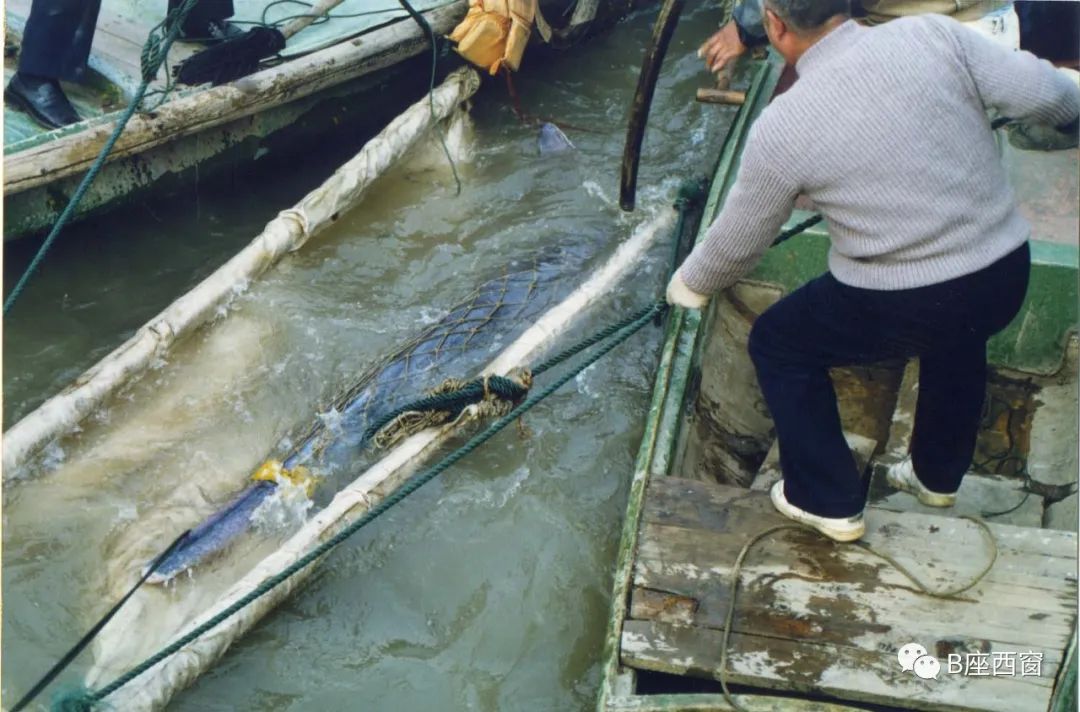 2002年12月抢救的南京大白鲟