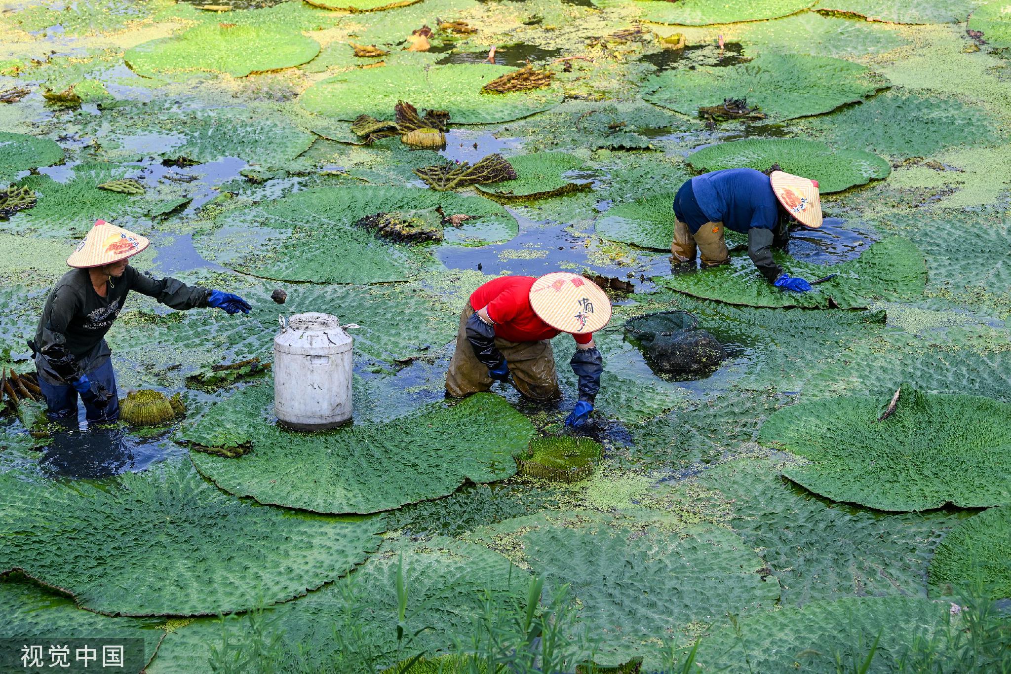 2022年8月15日,江苏昆山,巴城镇正仪青澄基地,农民在采摘芡实.