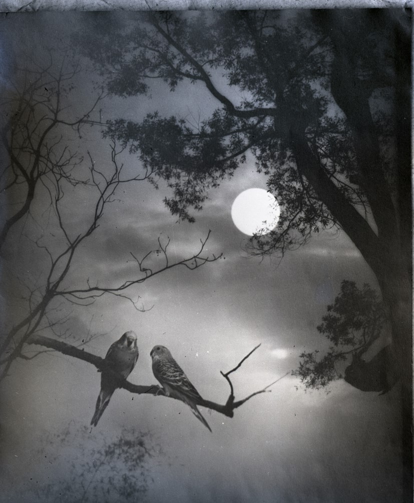 摄影师郎静山摄影与西方渊源之比较