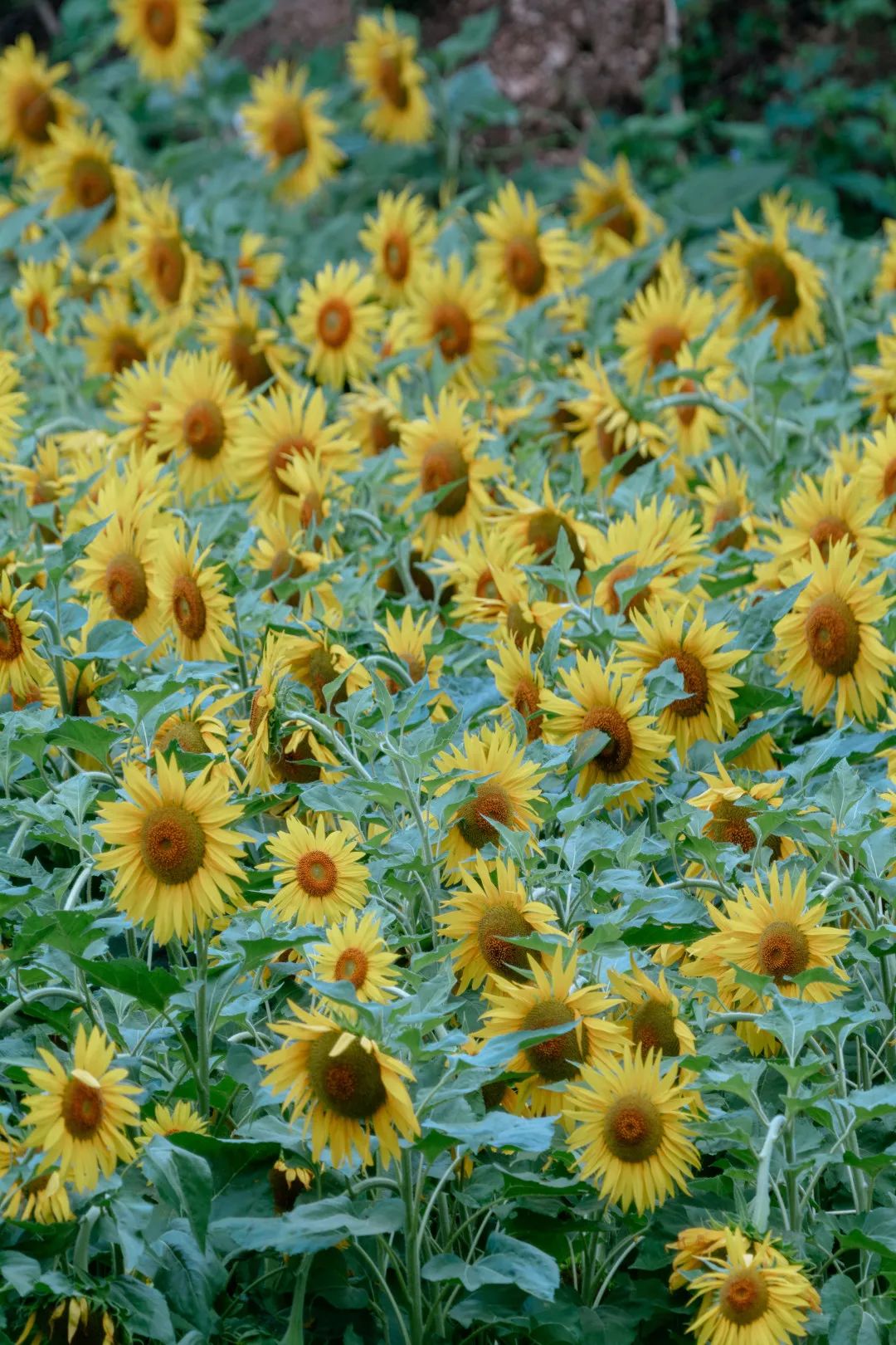 我承认,在八月的昆明,被七彩向日葵花海治愈了!|昆明市|花海_新浪新闻