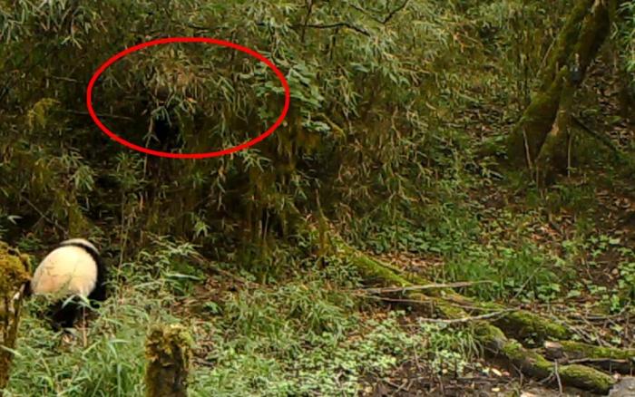 四川宝兴：同一地点再次拍到野生大熊猫母子同框出镜休闲区蓝鸢梦想 - Www.slyday.coM