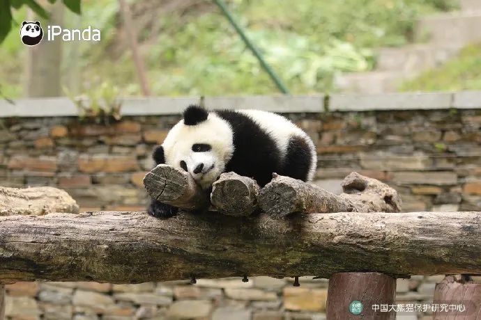 图源:@ipanda熊猫频道