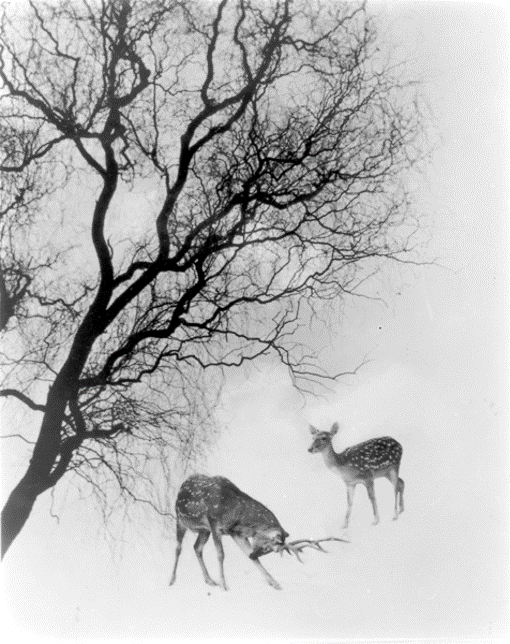 摄影师郎静山摄影与西方渊源之比较