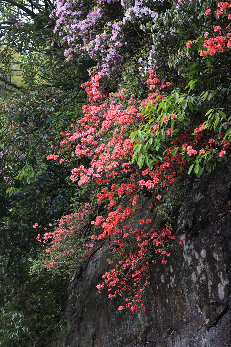 杜鹃花的"瀑布"