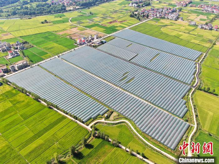 江西永新阳光玫瑰甜蜜上市水果产业助力乡村振兴