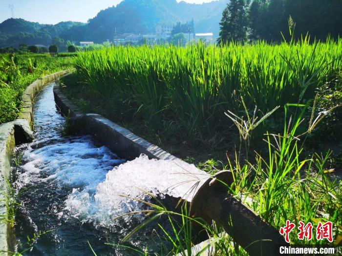 "19日清晨,湖南浏阳市集里街道农业农村办主任鲁熙接到了唐家园村农业