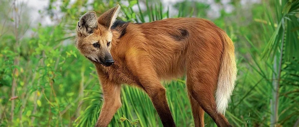 古怪的南美犬亚族，小短腿薮犬和大长腿鬃狼居然是亲戚？|达尔文_新浪新闻