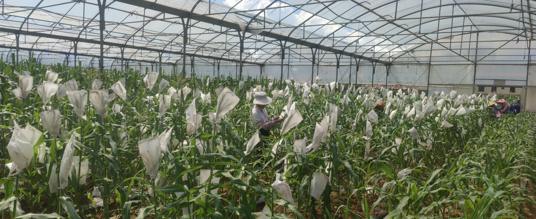 甜糯玉米种子排行榜_19个优质甜糯玉米品种发布(2)