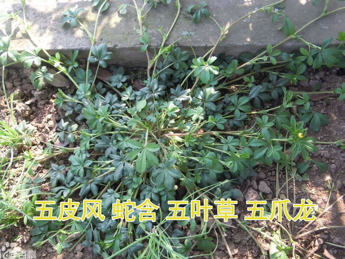 委陵菜|止咳|植物_新浪新闻