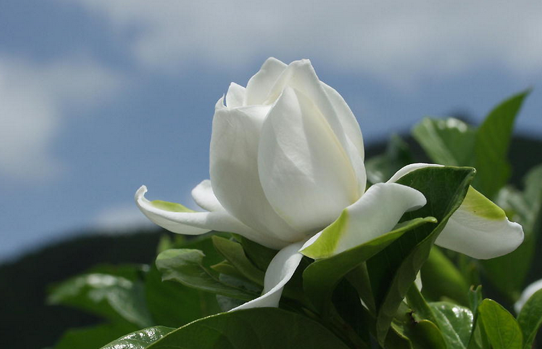 养栀子花很简单,做好四件事,开花洁白素雅,香气浓|栀子花|土壤|香气