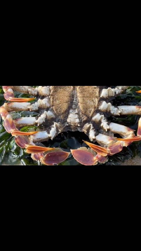 潜龙爆料幽默话题超话赶海发现比手还大的黑色马面蟹潜龙爆料幽默话题