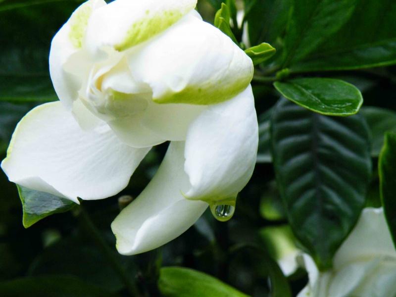 养栀子花很简单,做好四件事,开花洁白素雅,香气浓|栀子花|土壤|香气