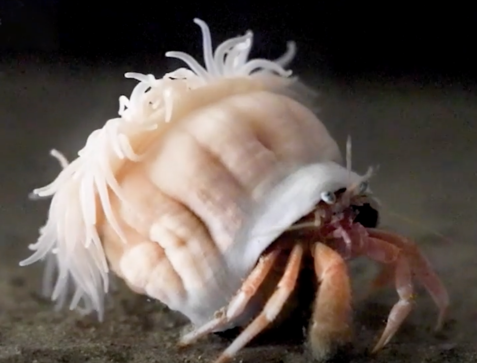 寄居蟹与海葵的"深海爱情"