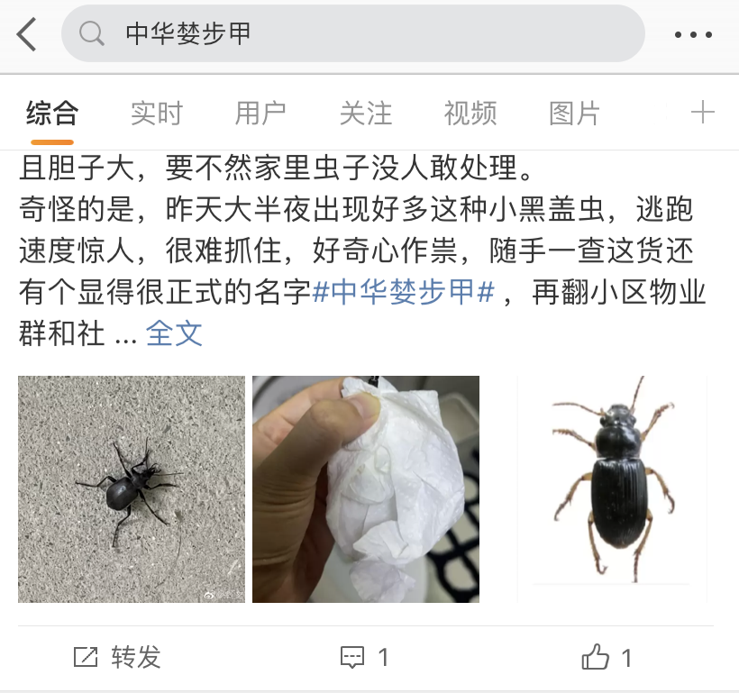 "中科院动物研究所副研究员梁红斌告诉记者,婪步甲