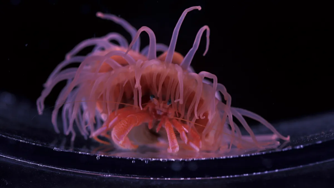 嗑到了寄居蟹与海葵的深海爱情