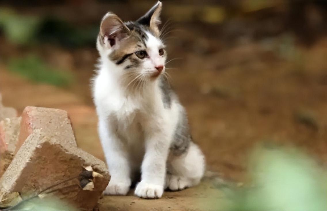 猫咪的名字原来可以这么有诗意，快给你家主子安排上休闲区蓝鸢梦想 - Www.slyday.coM