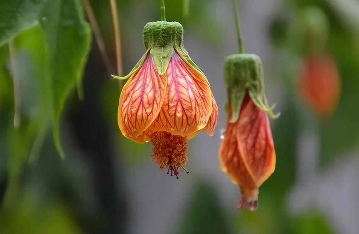 猫咪的名字原来可以这么有诗意，快给你家主子安排上休闲区蓝鸢梦想 - Www.slyday.coM