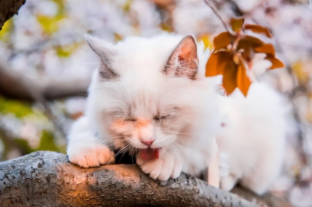 猫咪的名字原来可以这么有诗意，快给你家主子安排上休闲区蓝鸢梦想 - Www.slyday.coM