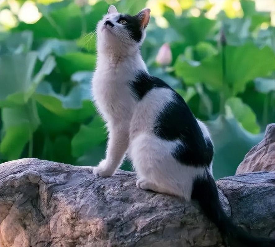 猫咪的名字原来可以这么有诗意，快给你家主子安排上休闲区蓝鸢梦想 - Www.slyday.coM